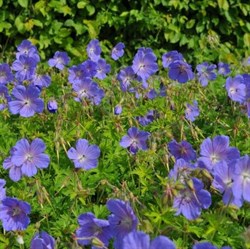 Герань гималайская 