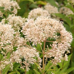 Посконник пятнистый 