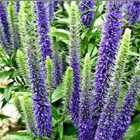 Вероника колосистая 