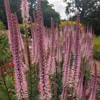 Вероникаструм виргинский 