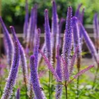 Вероникаструм виргинский 