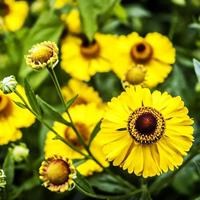 Гелениум Бигелоу 