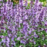 Котовник Фассена 