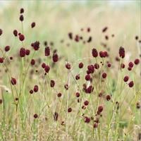 Кровохлебка лекарственная 