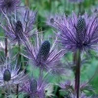 Синеголовник альпийский С2-3 907318