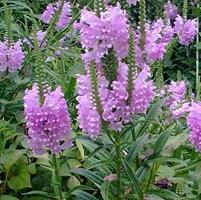 Физостегия виргинская 