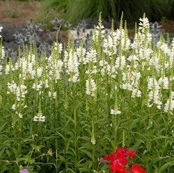 Физостегия виргинская 