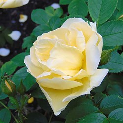 Роза "Gelbe Dagmar Hastrup"