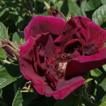 Роза "Rotes Phaenomen"