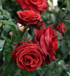 Роза "Terracotta" 
