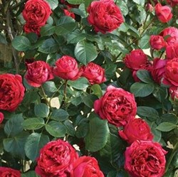 Роза "Red Edenrose"