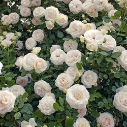 Роза "White Eden Rose" 