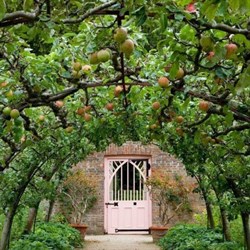 Вебинар "Плодовые и ягодные культуры в дизайне сада"