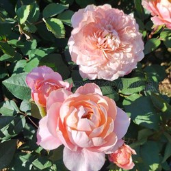 Роза "Mikoto"