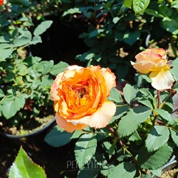 Роза "Caraluna"