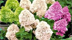 Гортензия метельчатая в сортах С3 310148