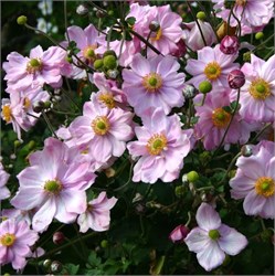 Анемона японская 