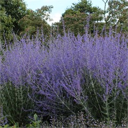 Перовския лебедолистная 