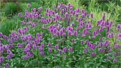 Буквица крупноцветковая С2-3 907041