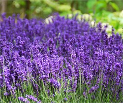 Лаванда узколистная "Hidcote Вluе" С5 911018