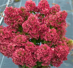 Гортензия метельчатая 