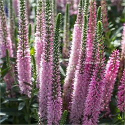 Вероника розовая С2-3 907064