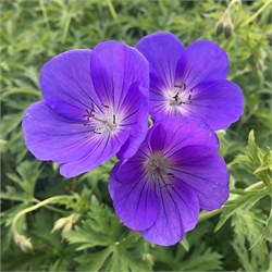 Герань гибридная 