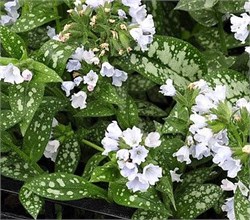 Медуница гибридная 