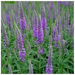 Вероника длиннолистная С2-3 907058