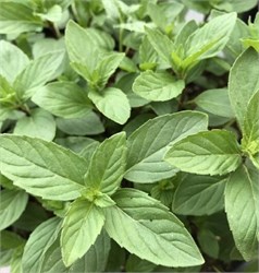 Мята перечная 