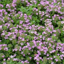 Тимьян ранний 