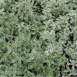 Тимьян лимоннопахнущий 