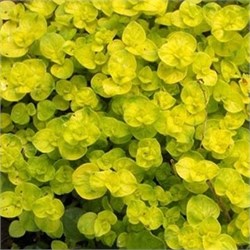 Душица обыкновенная 