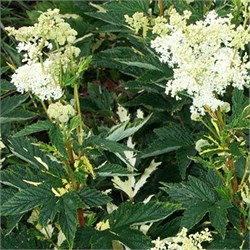 Лабазник Variegata С2-3 907217