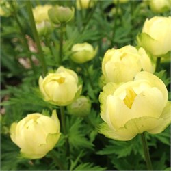 Купальница гибридная  