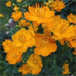 Купальница китайская "Golden Queen" 8002