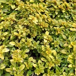 Тимьян лимоннопахнущий 