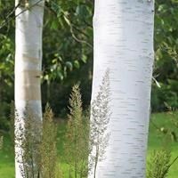 Береза полезная "Long Trunk" С10 510015
