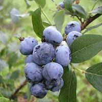 Голубика садовая "Bluecrop" С5 104016