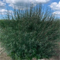 Ива Каспийская С5 530026