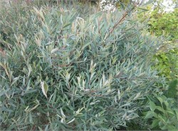 Ива пурпурная "Gracilis Nana" С5 40-60 640006