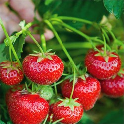 Земляника садовая 