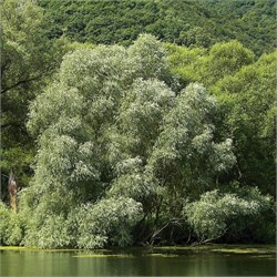 Ива белая С5 530003