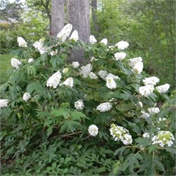 Гортензия дуболистная 