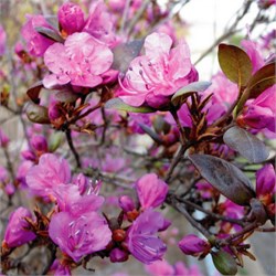 Рододендрон сихотинский C2-3 101025