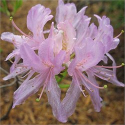 Рододендрон (азалия) 