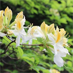 Рододендрон (азалия) 