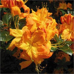 Рододендрон (Азалия) 