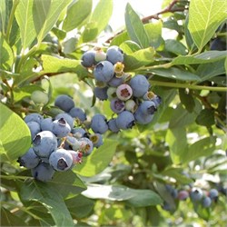 Голубика высокорослая "Hardy Blue" С1,5 104027