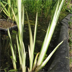 Аир болотный  